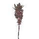 FLOR INDIVIDUAL EUCOMIS MARRON