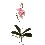 FLOR ORQUIDEA PHALAENOPSIS RAIZ ROSA