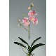 FLOR ORQUIDEA PHALAENOPSIS RAIZ ROSA