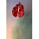 FLOR INDIVIDUAL PLASTICO ANTHURIUM R