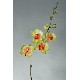 FLOR INDIVIDUAL ORQUIDEA PISTACHO ROJO