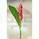 FLOR INDIVIDUAL HOJA ALPINIA ROJA