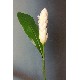 FLOR INDIVIDUAL HOJA ALPINIA BLANCA