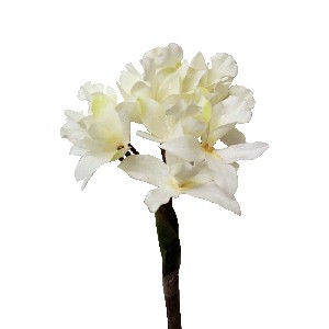 FLOR INDIVIDUAL CYMBIDIUM BLANCO