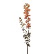 FLOR VARA LARKSPUR SPRAY SALMON