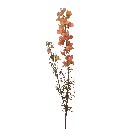 FLOR VARA LARKSPUR SPRAY SALMON