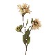 FLOR TRIPLE MARGARITA RUDBECKIA SPRAY BEIGE
