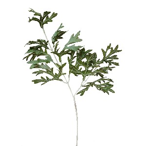 HOJA RAMAS QUERCUS BLANCO VERDE