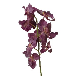 FLOR ORQUIDEA VANDA ORCHID VIOLETA