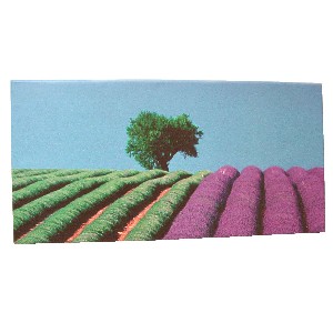 CUADRO PLOTTER CAMPO VIOLETA ARBOL