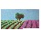 CUADRO PLOTTER CAMPO VIOLETA ARBOL