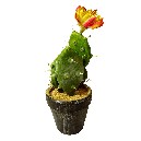 MACETA CON CACTUS FLOR SURTIDO