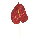 FLOR INDIVIDUAL PLASTICO ANTHURIUM R