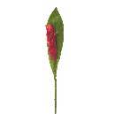 FLOR INDIVIDUAL HOJA ALPINIA ROJA