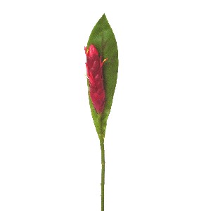 FLOR INDIVIDUAL HOJA ALPINIA ROJA