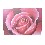 CUADRO LIENZO SUPER ROSA FUXIA ROSA