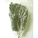 RAMA HOJA SUPERLARGA COLORES SURTIDA 