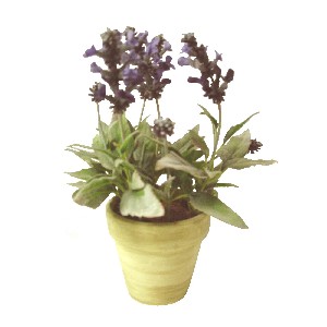 CENTRO MACETA FLORES LAVANDA AZUL OSCURO