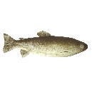 IMITACION ALIMENTO PESCADO TRUCHA