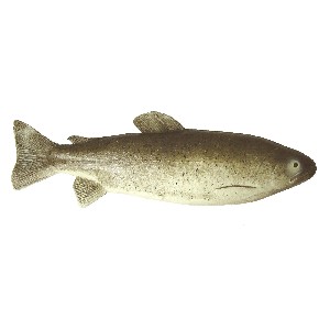 IMITACION ALIMENTO PESCADO TRUCHA