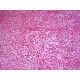 BOBINA FIBRA ENVOLVER REGALO RAMO FLORES POLYFLOR FUXIA